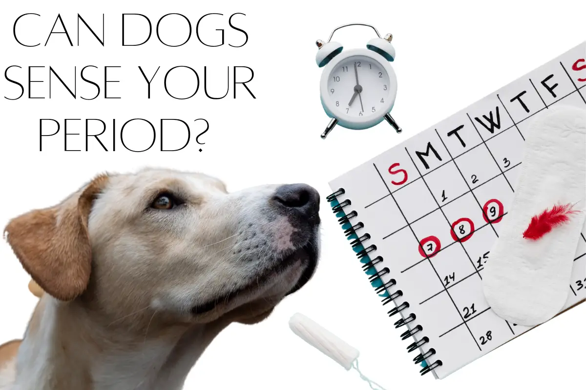 can-dogs-sense-when-you-are-on-your-period-explained