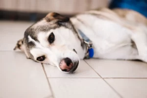 Dog-on-tile-floor-.jpg