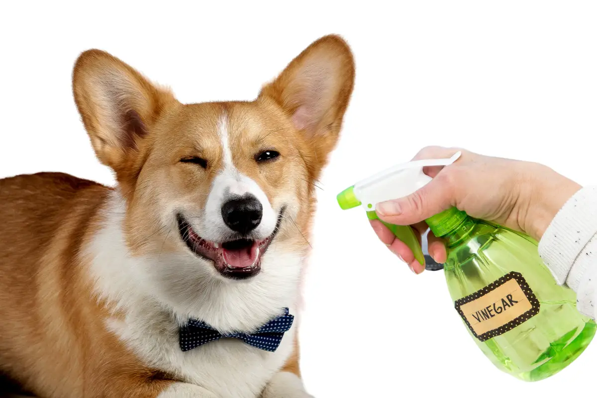 how-often-should-i-spray-my-dog-with-apple-cider-vinegar