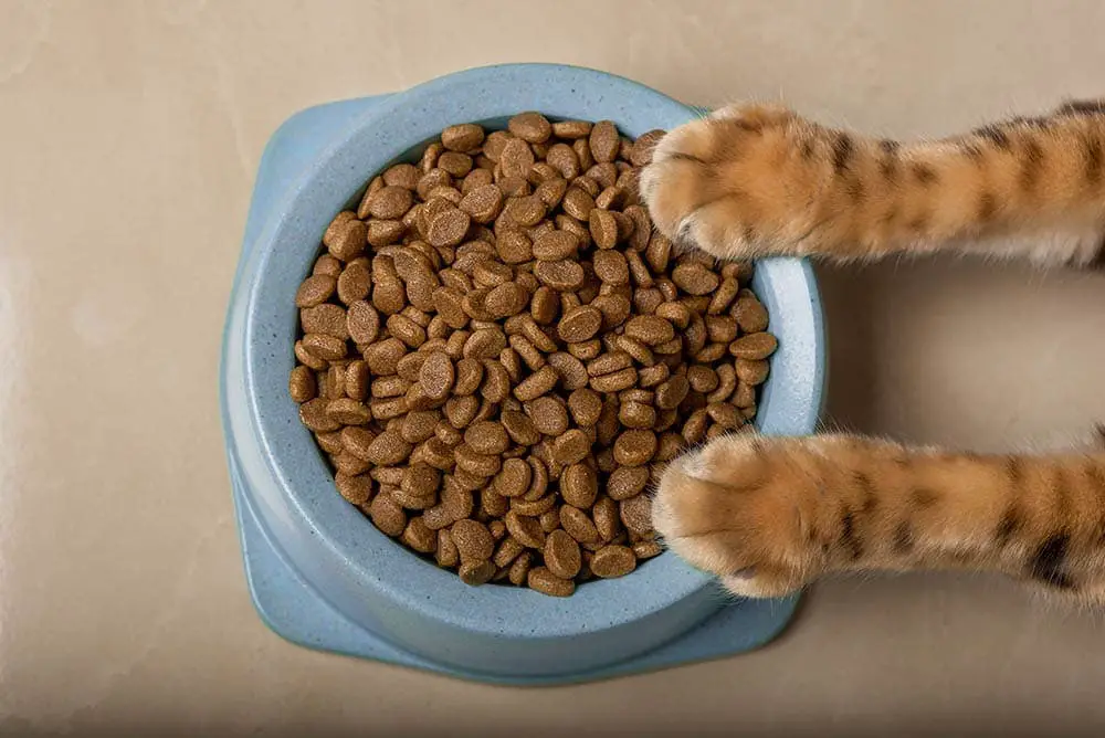 why-do-cats-paw-around-their-food-bowls-7-reasons