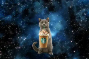 Cat drinking Starbucks whipped cream