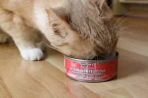 Cat eating tuna