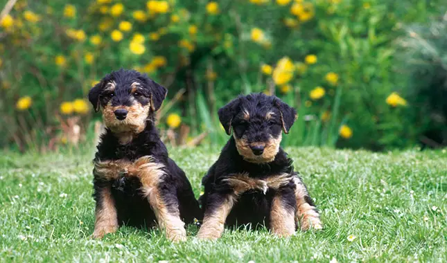 Airedale puppies