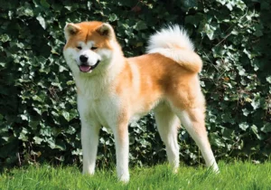 Japanese Akita Dog Breed