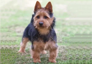 Australian Terrier standing on grass.