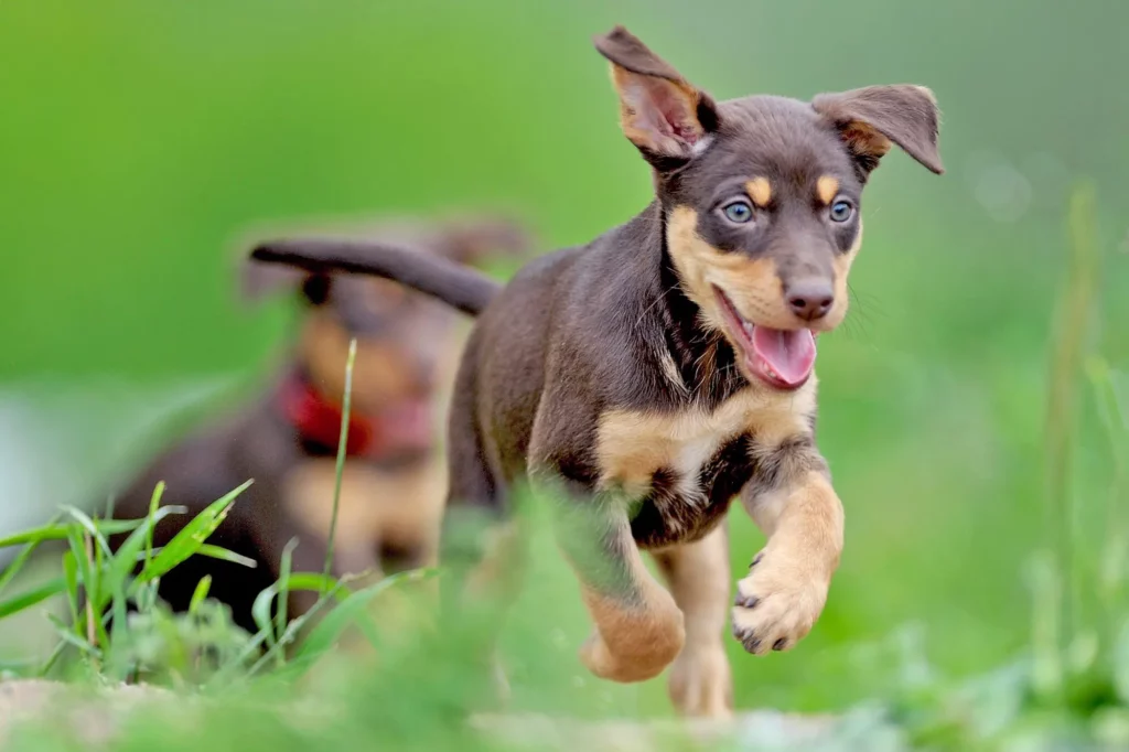 Australian Kelpie puppy running.