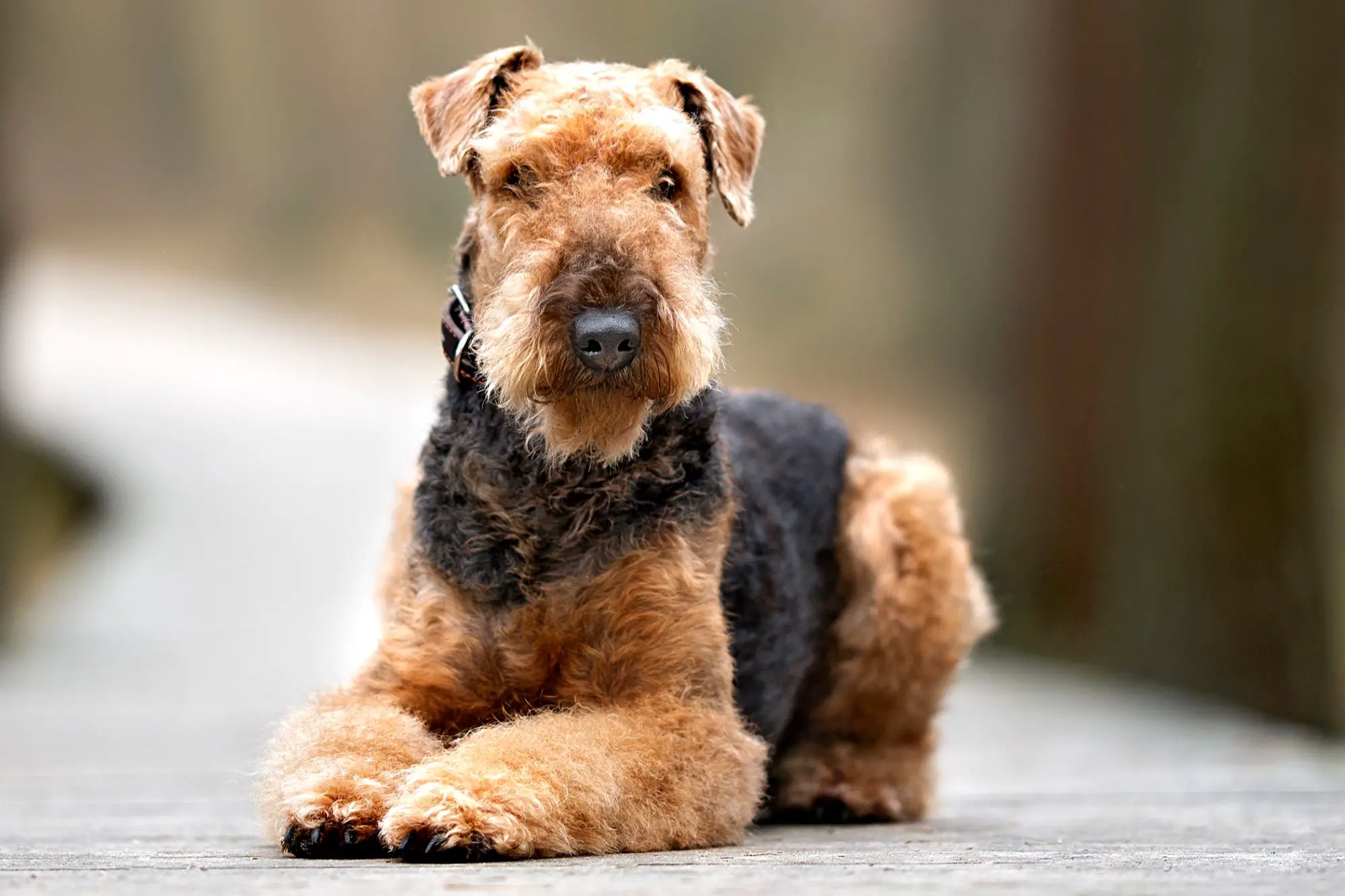Airedale Terrier Featured.webp
