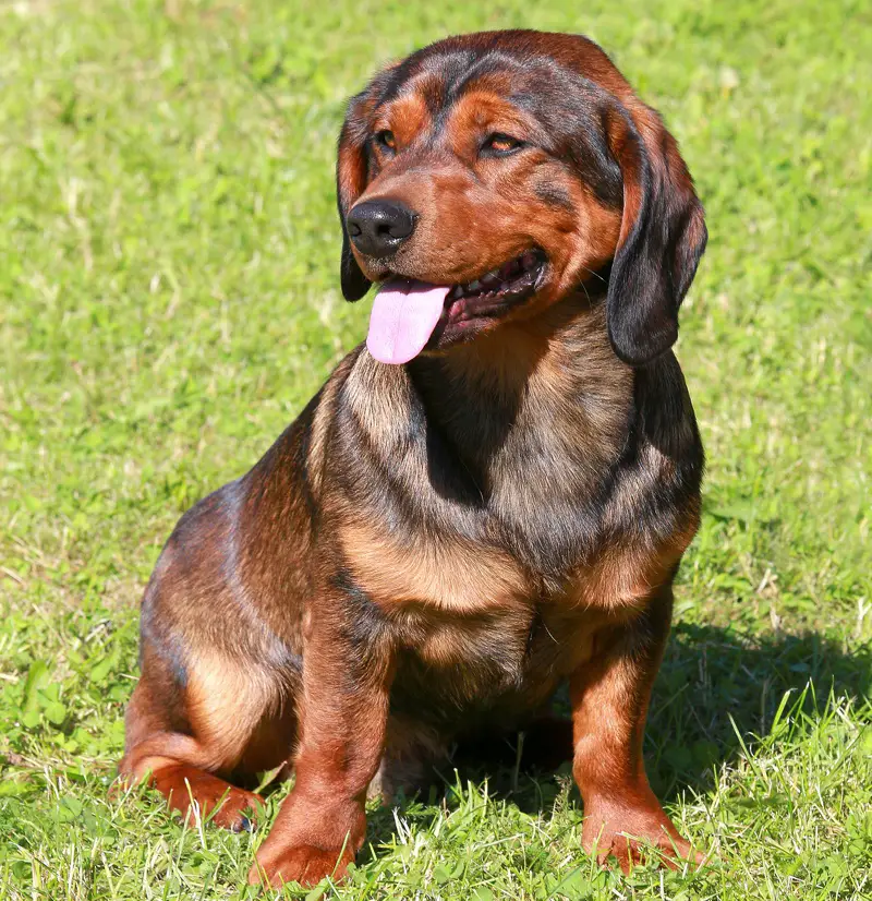 Alpine Dachsbracke sitting on greass.