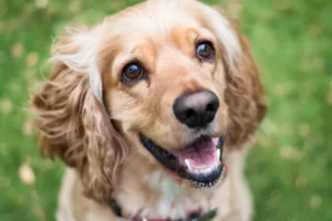 American Cocker Spaniel smiling