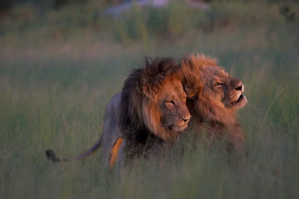 Same sex behavior in lions
