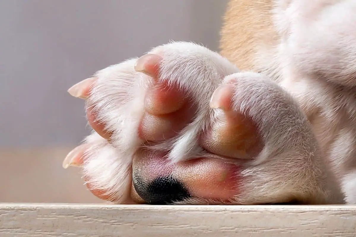 Dog paw pads on sale pink