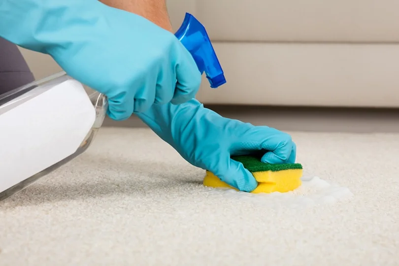 Cleaning cat poop on carpet