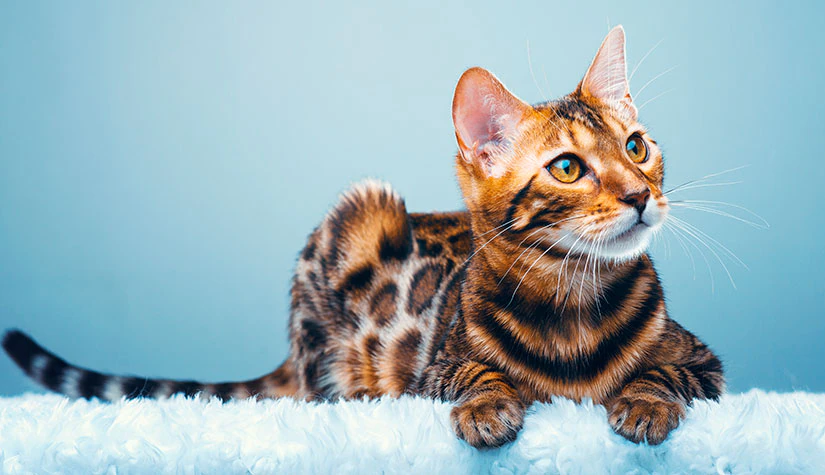 Why Are Bengal Cats Illegal In Certain States & Countries?