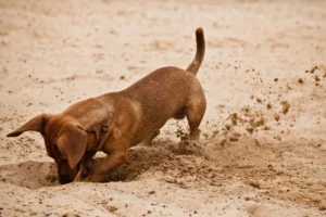 dachshund digging