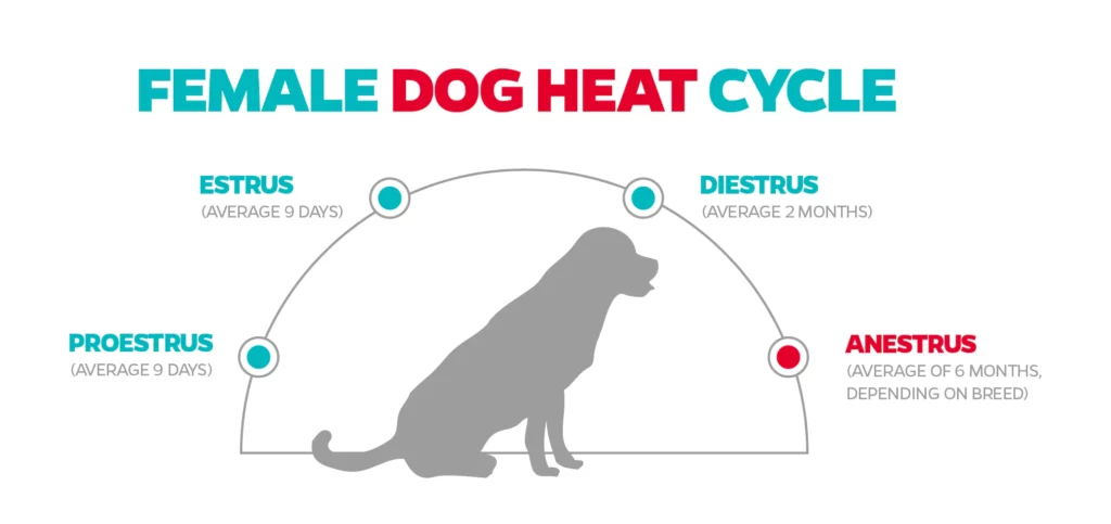 Typical heat cycle of dogs.