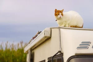 Cat sitting on RV camper