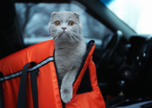 Traveling with a cat in a car