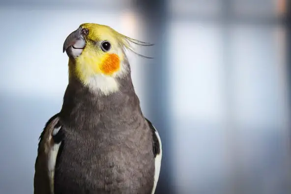 Best pet birds for different lifestyles and living situations