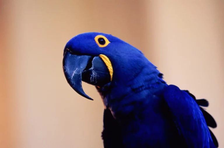200 Beautiful Names for Blue Birds