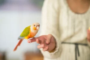 Training Your Pet Bird