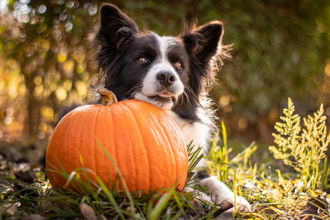 how-much-pumpkin-to-give-your-dog-a-complete-guide