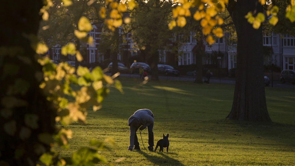 how-to-stop-your-dog-from-pooping-at-night