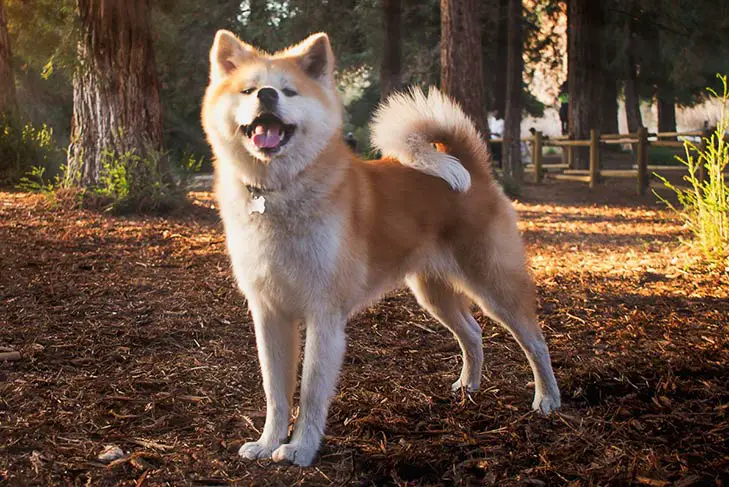 The Ancient and Noble Akita Inu