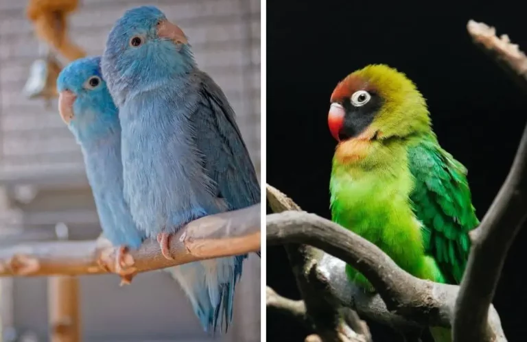 Lovebird vs Parrotlet: Which One is Right for You? 🦜💕