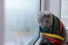 Cat wrapped up in scarf looking out the window