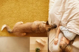 Dog staring at owner while sleeping