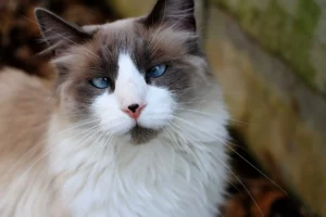 cross eyed ragdoll cat